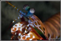Gold colored mantis shrimp taken on a wreck dive in Maume... by Yves Antoniazzo 
